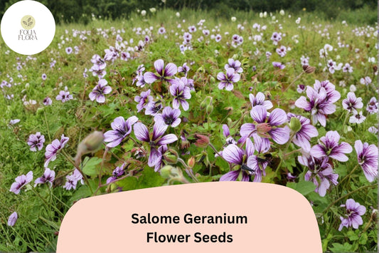 25+ Salome Geranium Seeds | Hardy Perennial Geranium sanguineum Salome Seeds for Garden Borders & Beds