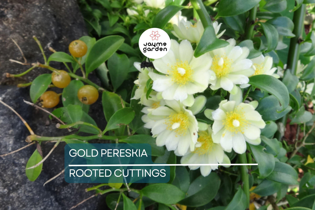 FLOWERING GOLD PERESKIA aculeata Cactus Vine Succulent Plant - 4" Live Rooted Cutting
