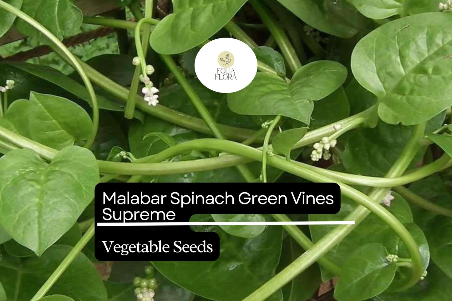 500mg Malabar Spinach Green Vines Supreme Seeds Basella alba | Nutritious, Heat-Tolerant, Climbing, Non-GMO, Fresh Salad Green