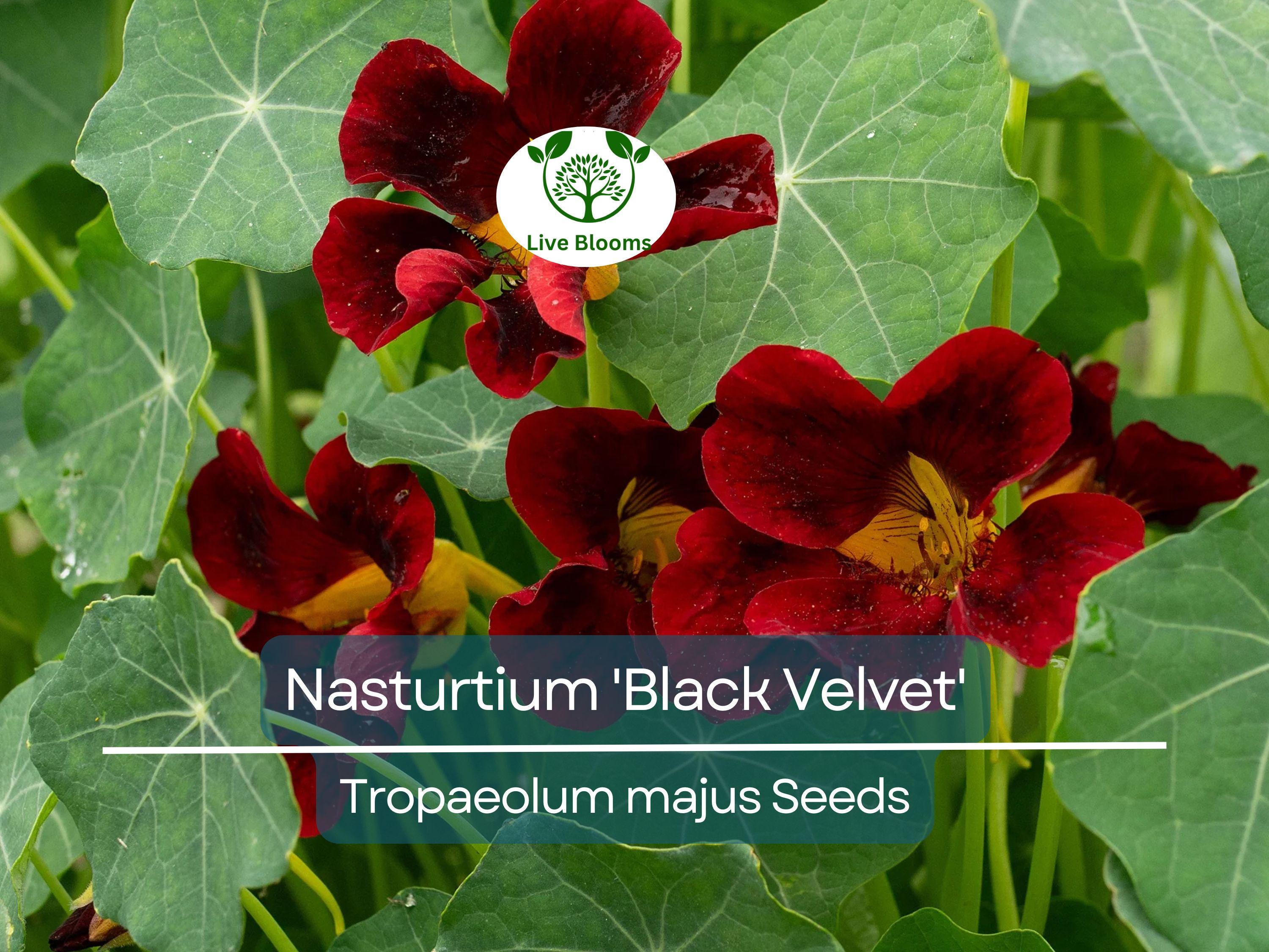 10 Nasturtium 'Black Velvet' Seeds | Heirloom Edible Flowers, Non-GMO, Beneficial Garden Plant, Unique Black Blooms, USA Grown