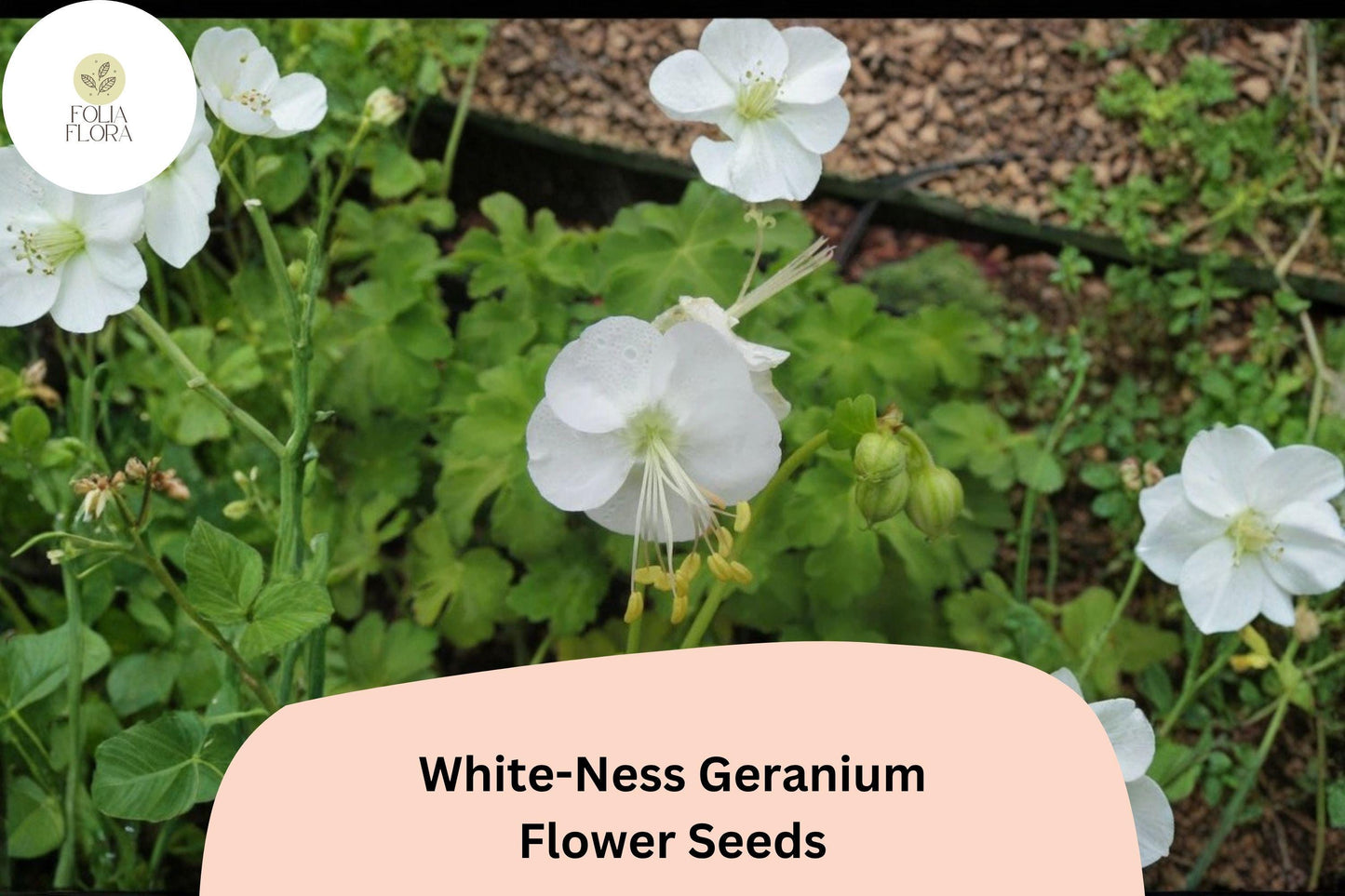 25+ White-Ness Geranium Seeds | Hardy Perennial Cranesbill | White Blooms for Garden Borders