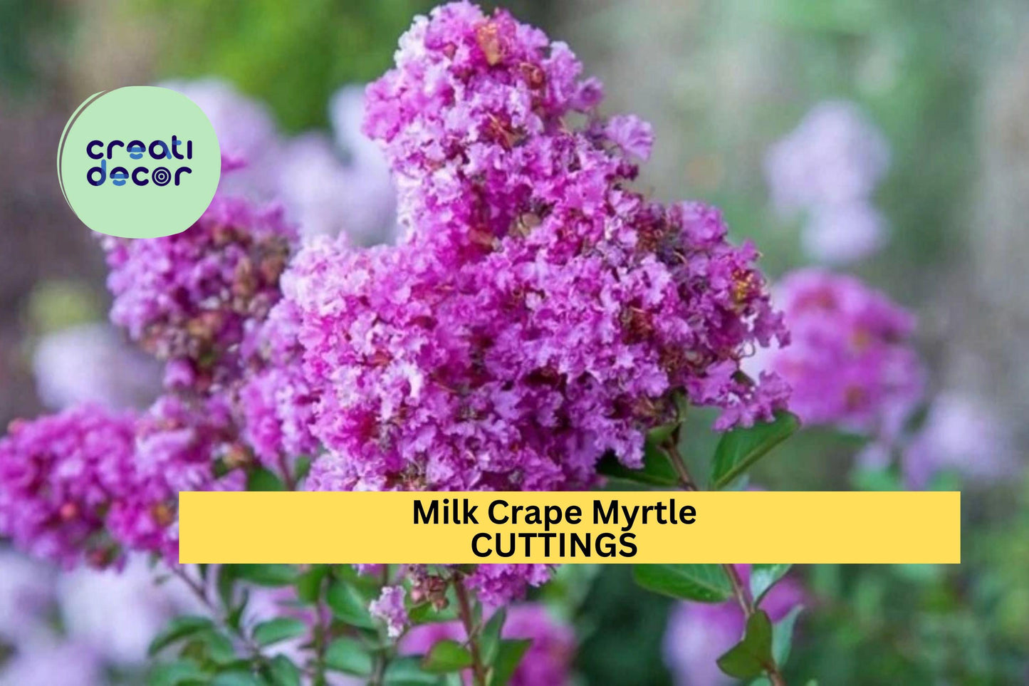 7 Live Stems for Rooting - Crape Myrtle Cuttings , Fast Growing Lagerstroemia Plant, Summer Flowering Shrub or Small Ornamental Tree