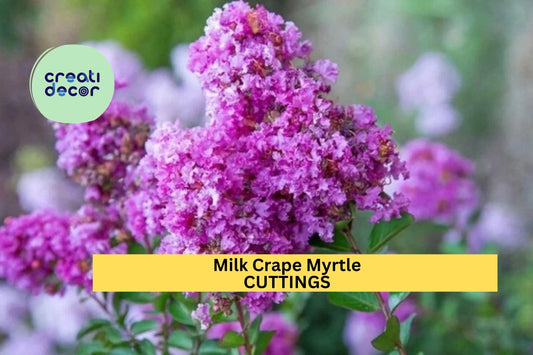 7 Live Stems for Rooting - Crape Myrtle Cuttings , Fast Growing Lagerstroemia Plant, Summer Flowering Shrub or Small Ornamental Tree