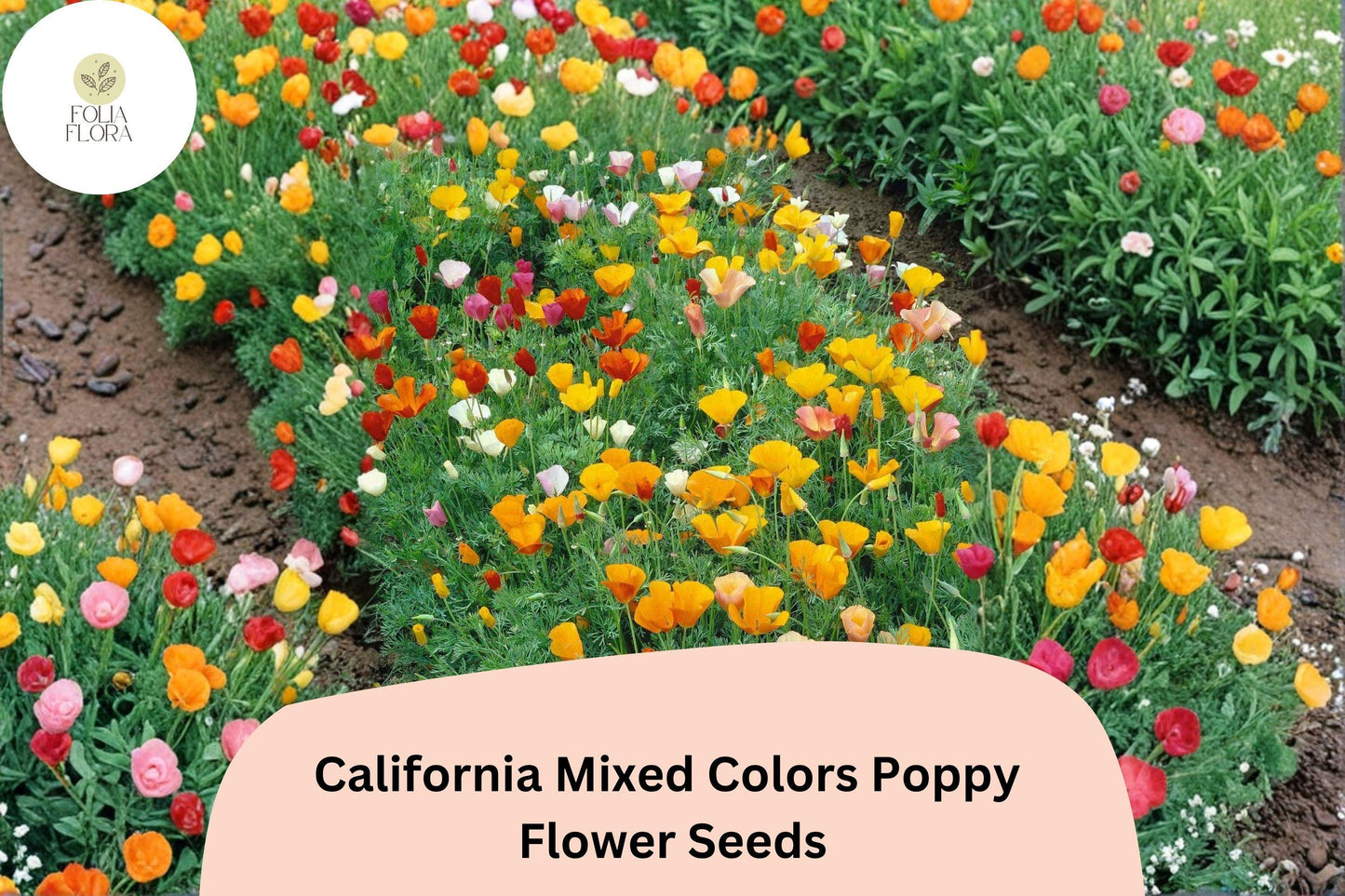 200+ California Mixed Colors Poppy Seeds for Garden Planting - Vibrant Wildflower Blend