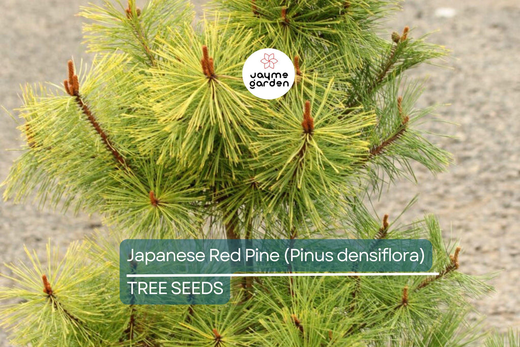 10 Japanese Red Pine Tree Seeds (Pinus densiflora) – Evergreen Bonsai or Landscape, 30-50' Tall