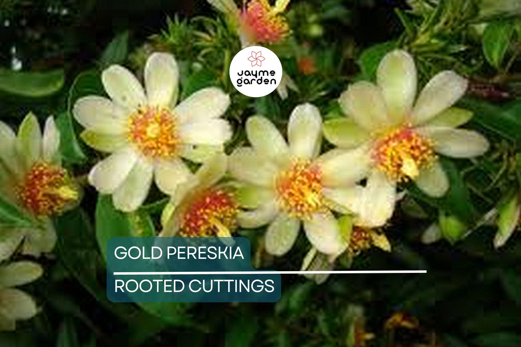 FLOWERING GOLD PERESKIA aculeata Cactus Vine Succulent Plant - 4" Live Rooted Cutting