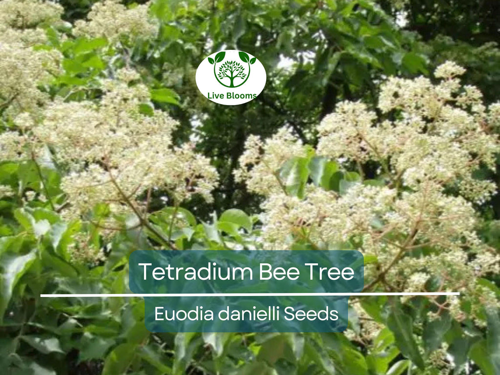 20 BEE TREE SEEDS (Euodia danielli) | Tetradium, Rare, Superior Honey, Pollinator-Friendly Tree, Attract Bees, Fast-Growing