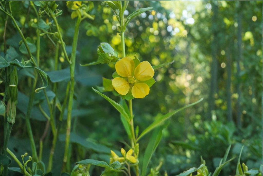 Seedbox – Ludwigia alternifolia, Native Wetland Wildflower | Yellow Summer Blooms (1,000 Seeds)