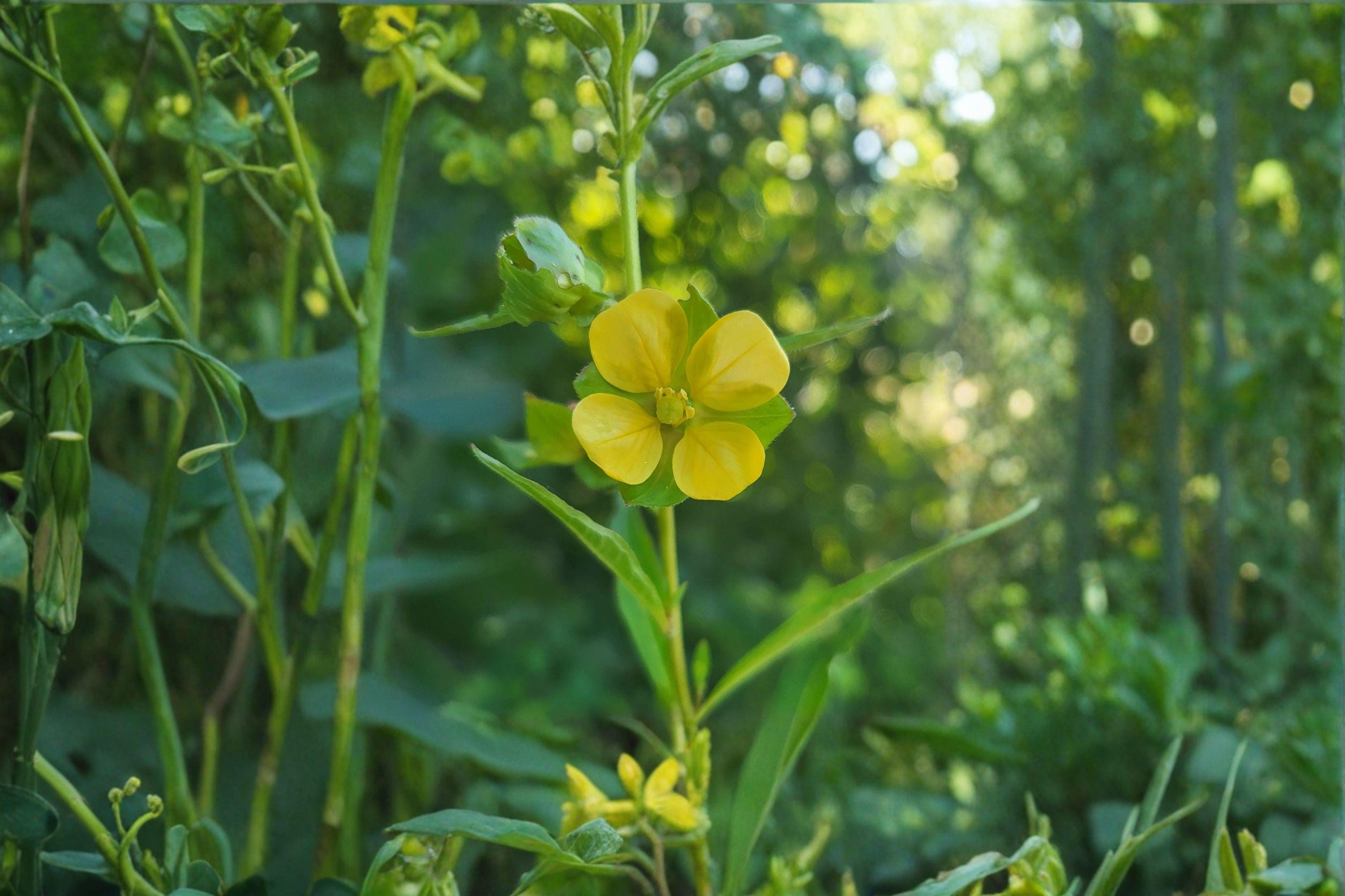 Seedbox – Ludwigia alternifolia, Native Wetland Wildflower | Yellow Summer Blooms (1,000 Seeds)