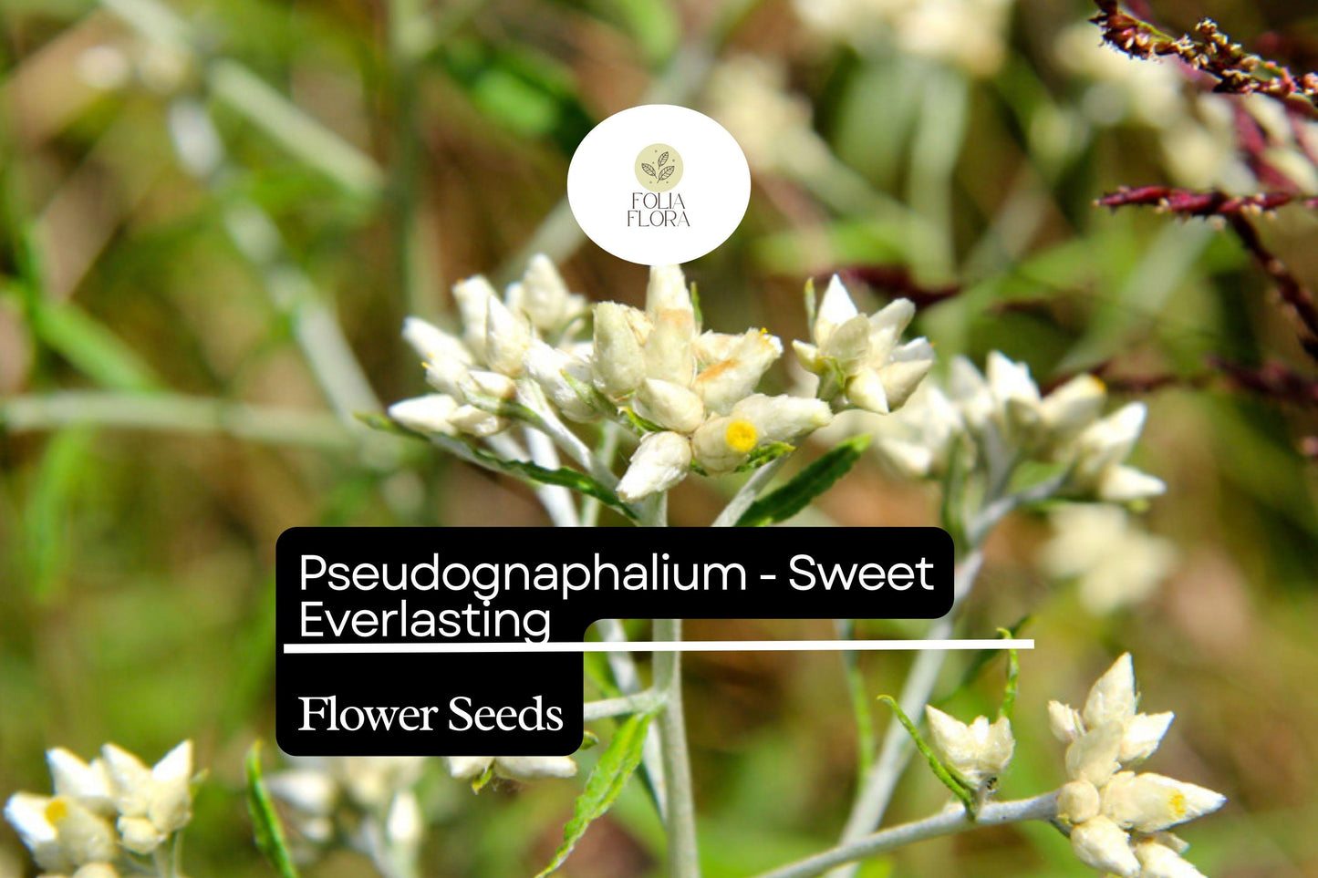 30mg Pseudognaphalium - Sweet Everlasting, Dried Flower Favorite, Perennial Wildflower