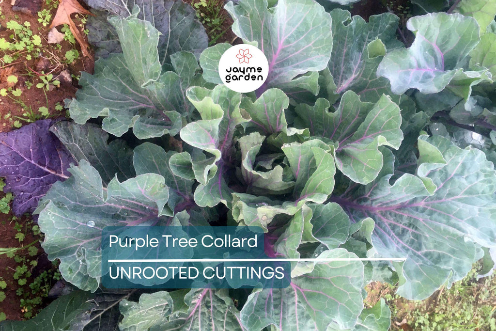 Purple Tree Collard Cuttings (2) – Organic Kale Cutting for Easy Growing, Pesticide-Free