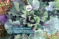 Purple Tree Collard Cuttings (2) – Organic Kale Cutting for Easy Growing, Pesticide-Free
