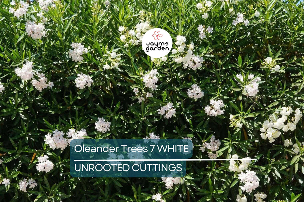 Oleander White Live Cuttings, 7 Unrooted 6” Plants, Fast-Growing Evergreen Shrub, Elegant White Flowers, USDA Zones 8-10