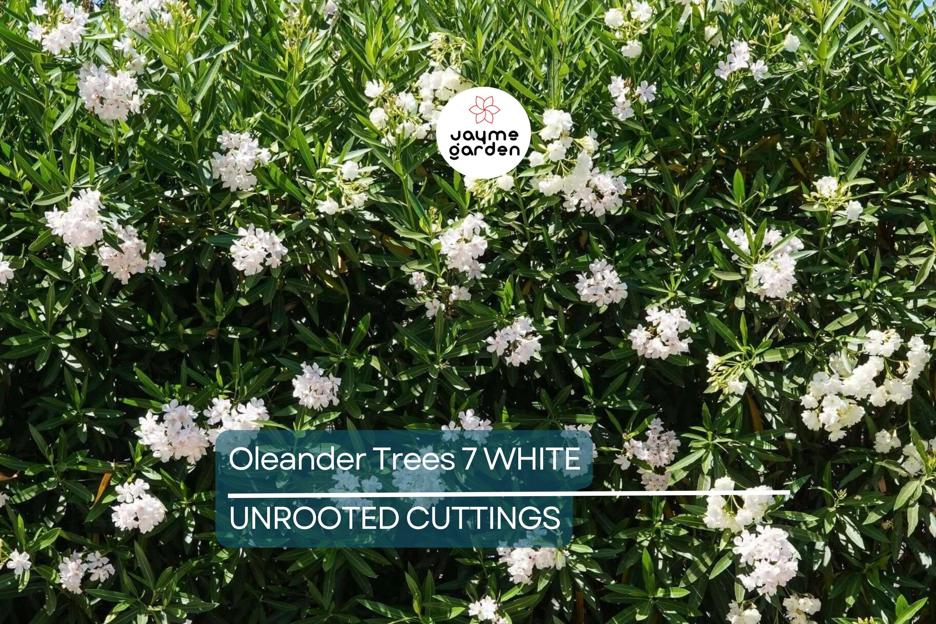 Oleander White Live Cuttings, 7 Unrooted 6” Plants, Fast-Growing Evergreen Shrub, Elegant White Flowers, USDA Zones 8-10