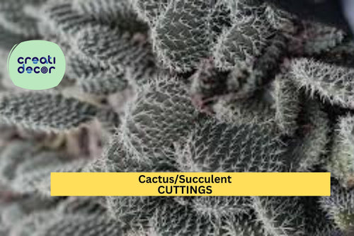 1 Assorted Succulent or Cactus Cutting | Unrooted Starter | Easy to Propagate | Indoor or Outdoor Plant | Variety May Vary