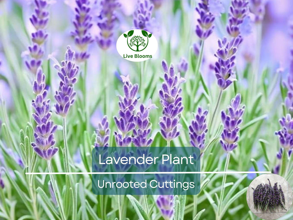 15 Organic Live California Lavender 6"  Unrooted Cuttings (Lavandula angustifolia), Fragrant Garden Plant, Ideal for Growing & Propagation