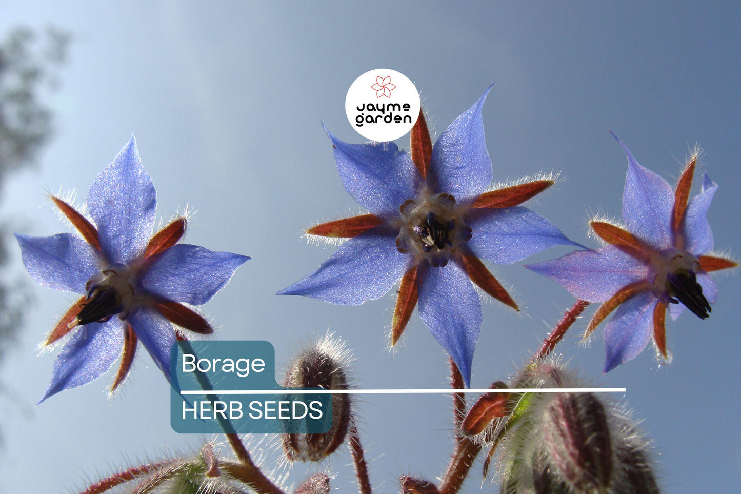 50 Borage Seeds - Edible Blue Flowers & Leaves, Heirloom, Non-GMO, 18-24" Tall, Annual Herb