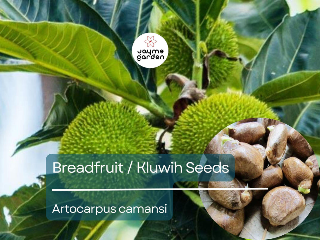 20 Breadfruit Seeds (Artocarpus camansi) - Kluwih Tropical Fruit Seeds for Planting - Grow Nutritious, Exotic Trees for Garden & Orchard
