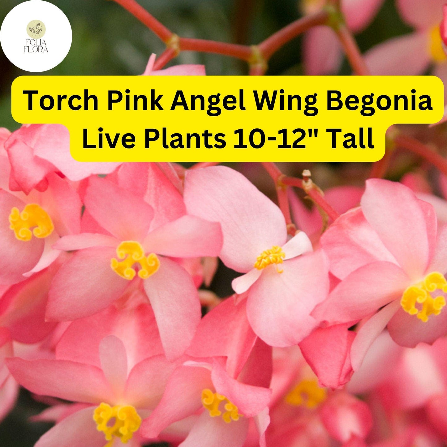 1 Torch Pink Angel Wing Begonia - Live Plant 10-12" Tall in 4" Pot - Stunning Foliage & Pink Blooms