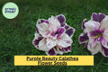 25+ Purple Beauty Calathea Seeds - Exotic Tropical Plant - Stunning Foliage for Indoor Houseplants & Shaded Gardens