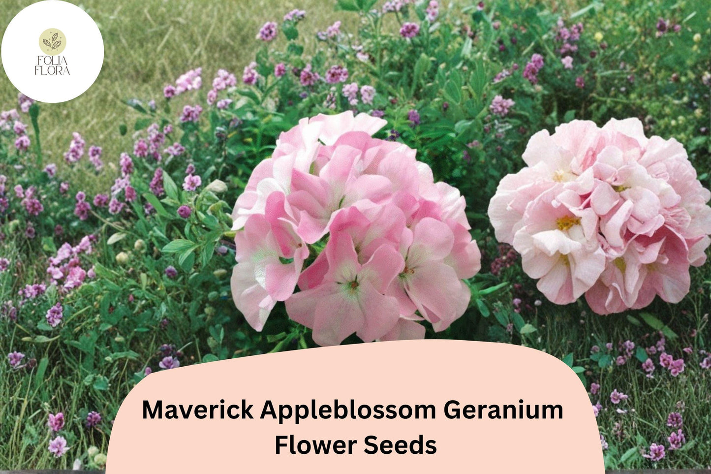 25+ Maverick Appleblossom Geranium Seeds for Garden Planting – Pink & White Flowers, Hardy Perennial