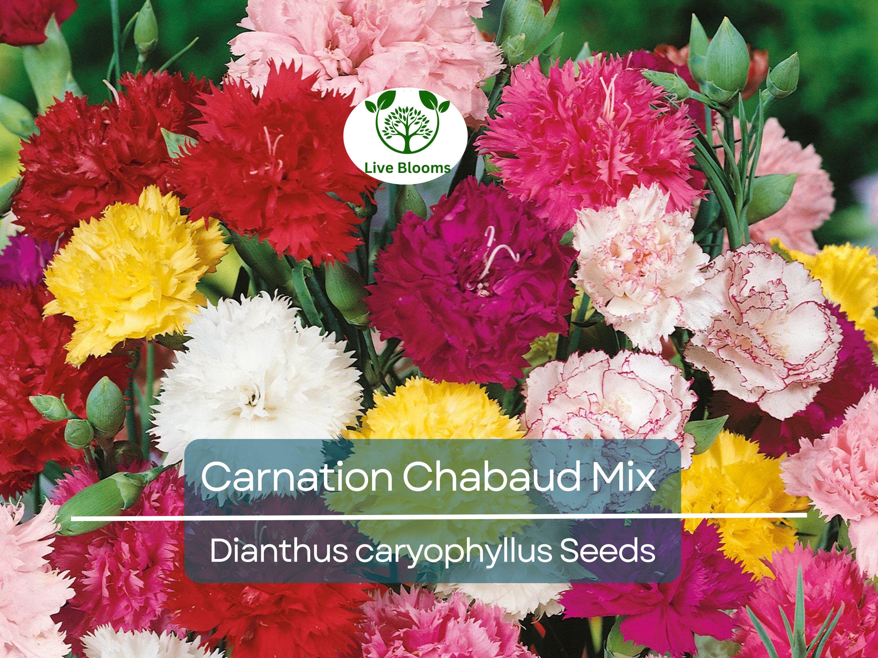 100 Carnation Chabaud Mix Seeds, Fragrant Cut Flowers, Non-GMO, Pollinator-Friendly, Florist-Grade, Vibrant Colors for Garden & Bouquets