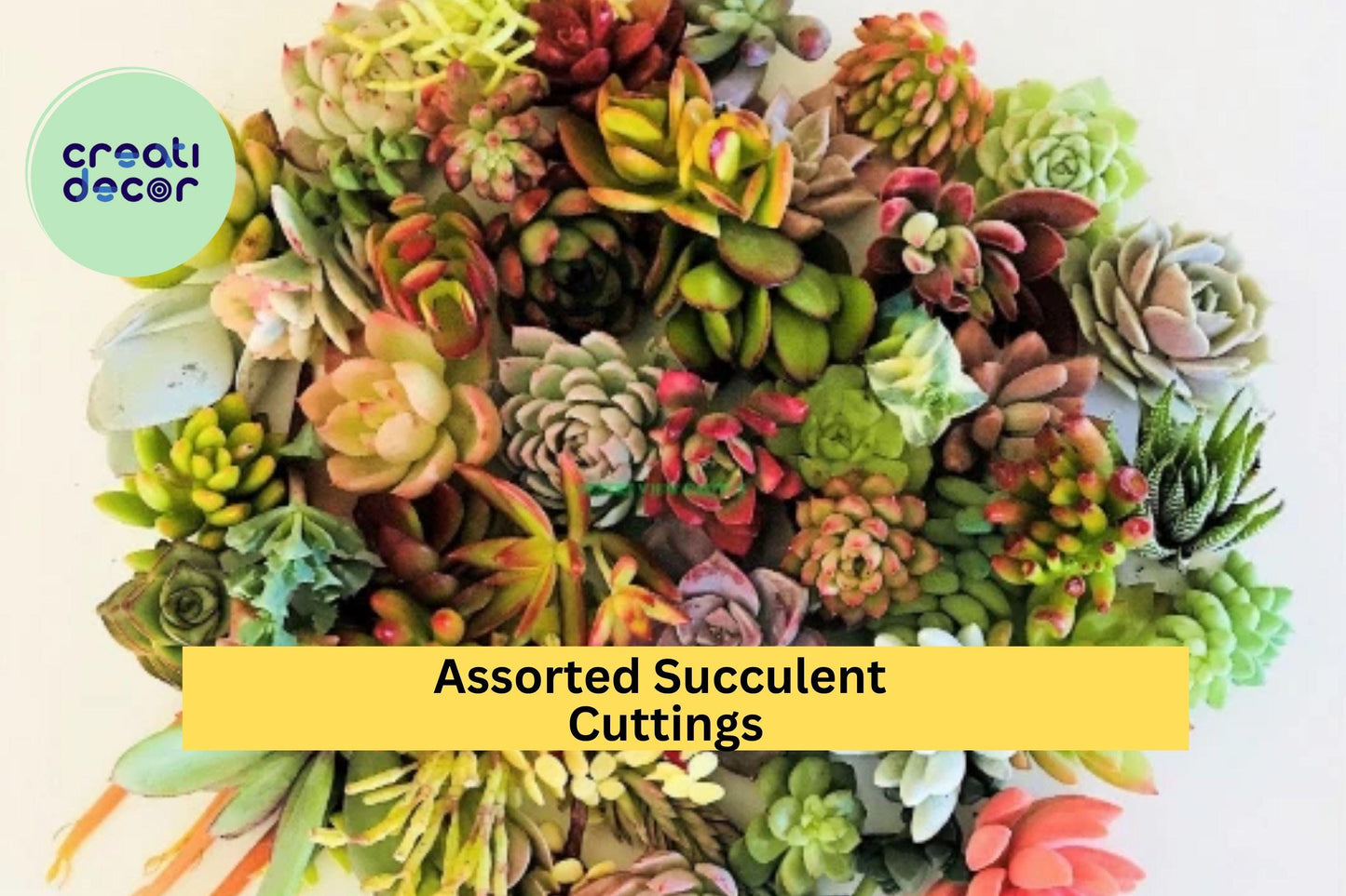 10 Assorted Succulent Cuttings – Live Clippings for Terrariums, Dish Gardens & Mini Fairy Garden Decor