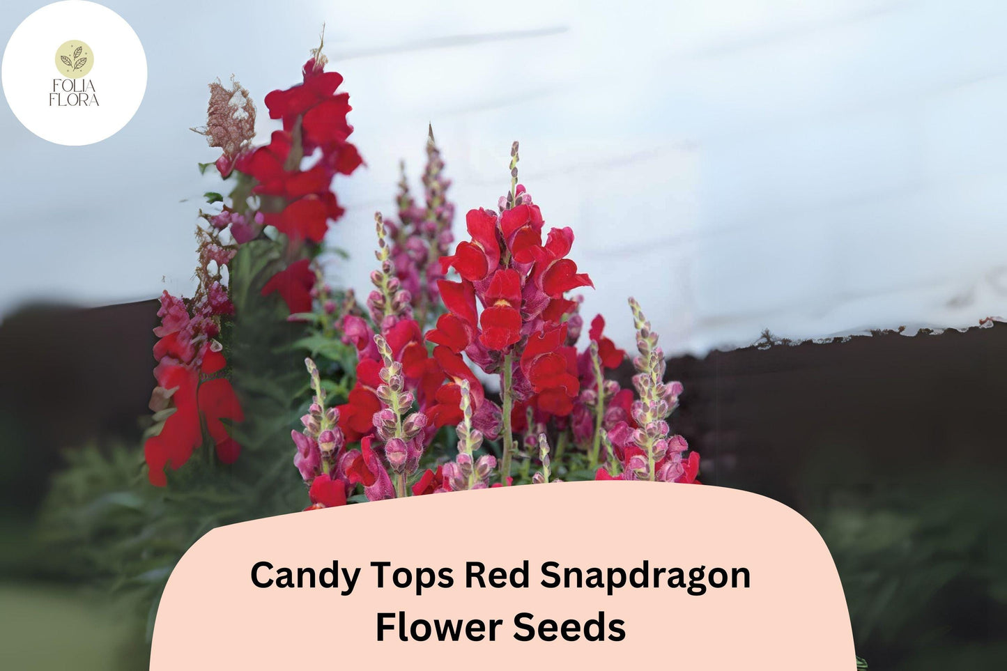 Candy Tops Red Snapdragon Seeds (Antirrhinum majus) | 1000+ Seeds | Compact, Bold Red Blooms for Garden & Containers