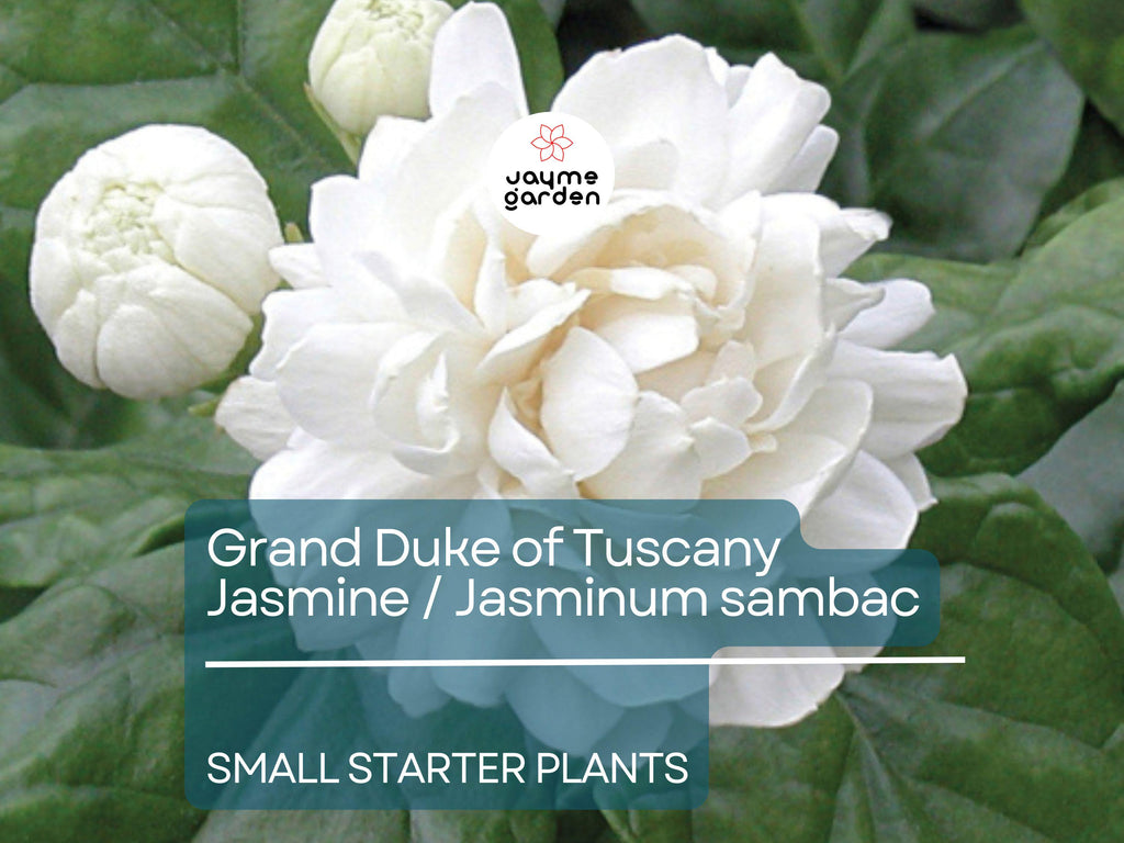 1 Starter Plant of Grand Duke of Tuscany Jasmine  - Live Bare Root, 2-5 Inches Tall - Super Fragrant Flowers for Indoor or Outdoor Gardens