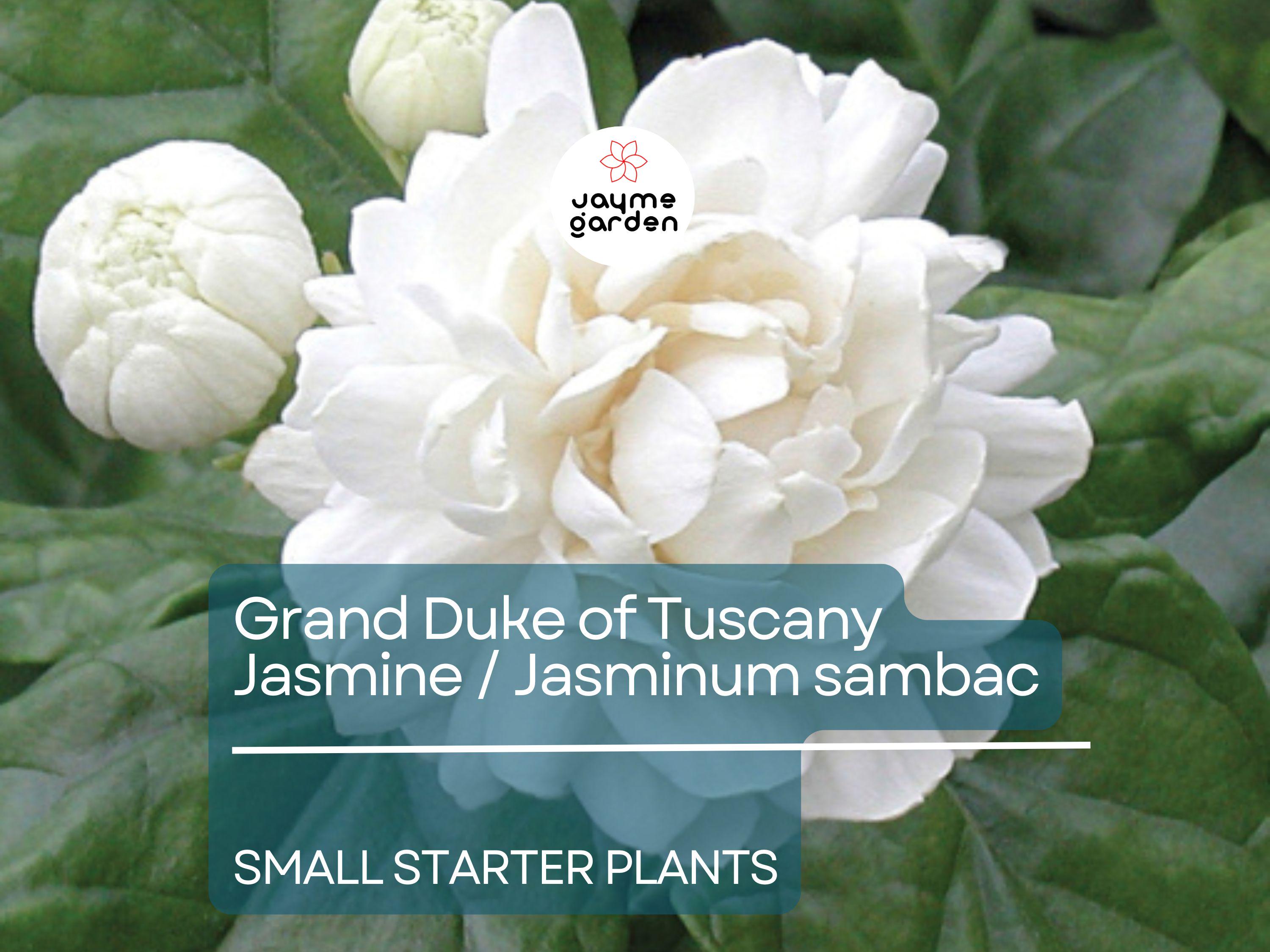 1 Starter Plant of Grand Duke of Tuscany Jasmine  - Live Bare Root, 2-5 Inches Tall - Super Fragrant Flowers for Indoor or Outdoor Gardens