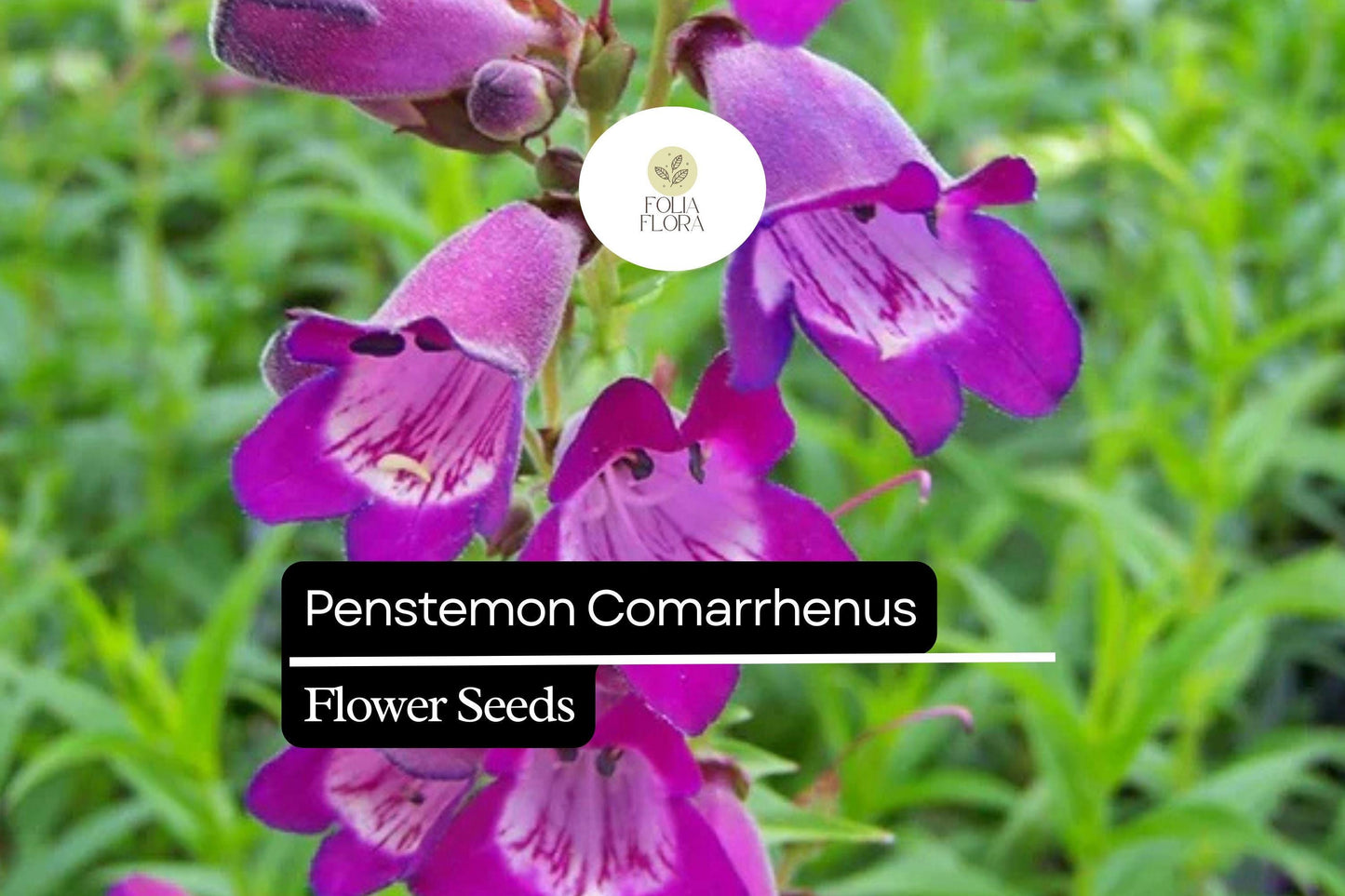 100mg Penstemon Comarrhenus Seeds, Dusty Penstemon, Drought-Tolerant Native Wildflower