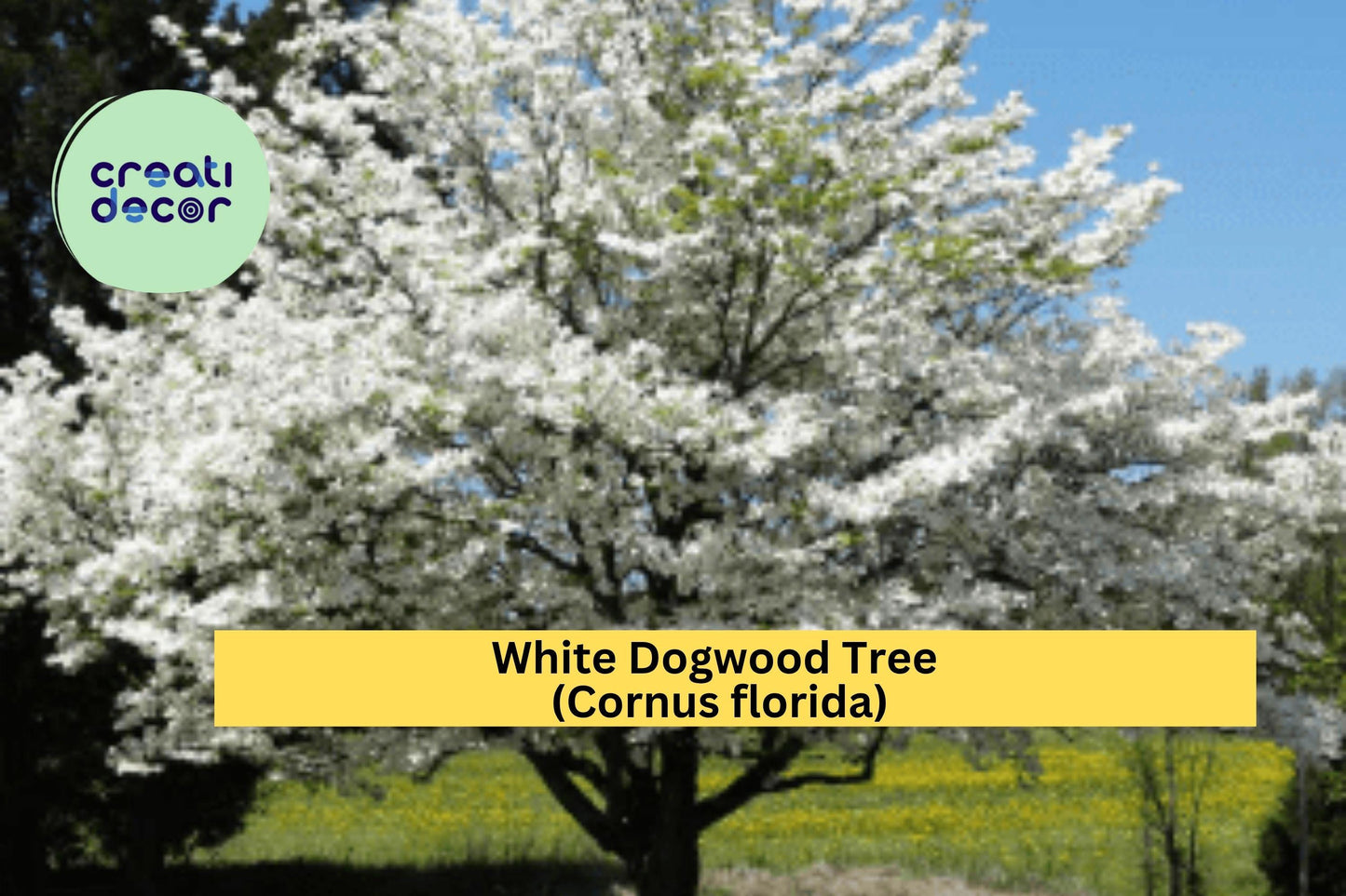 White Dogwood Tree Bare Root 12–24" Tall – Cornus florida – Flowering Ornamental Tree for Garden or Landscape Planting
