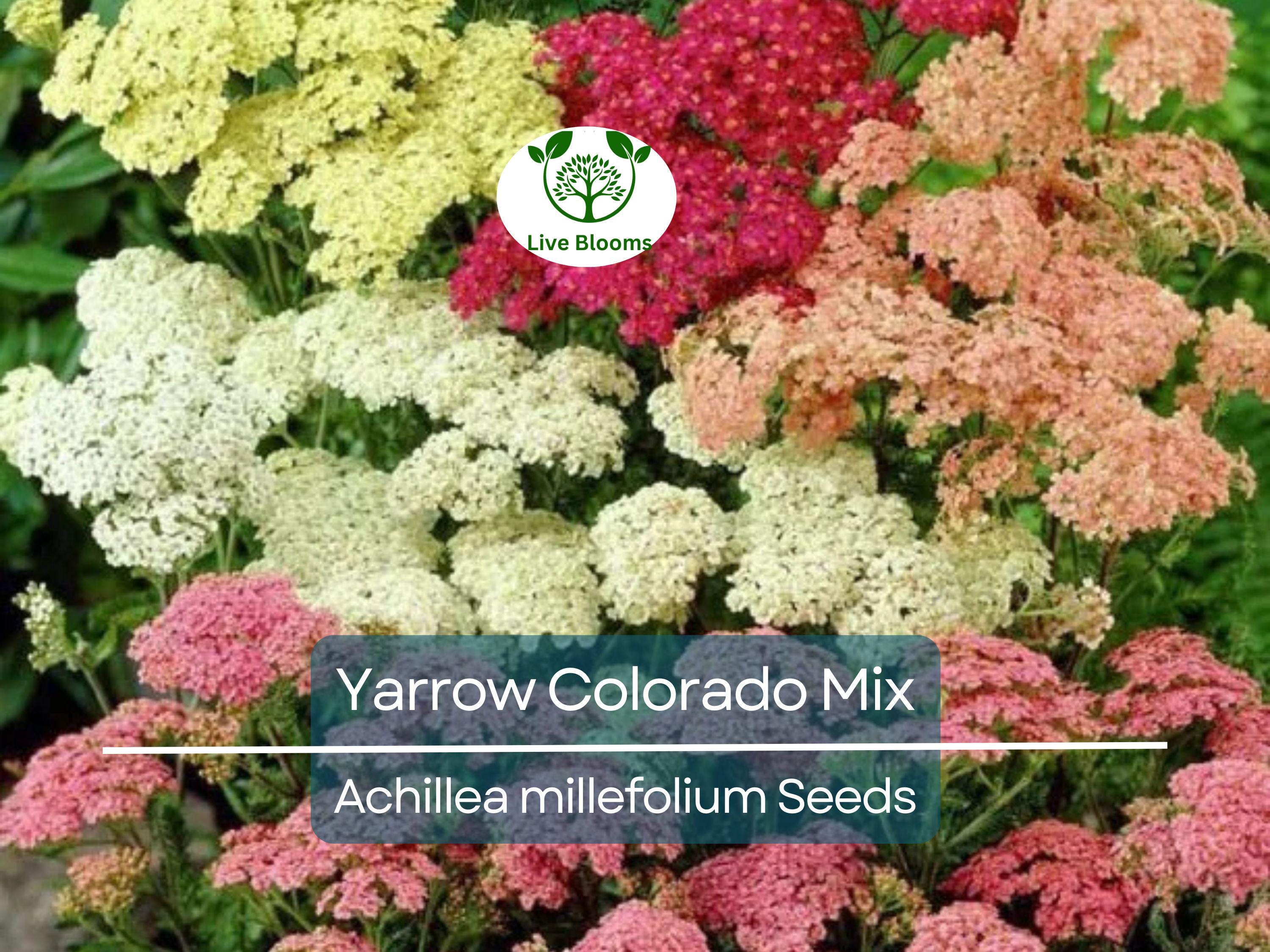 50 Seeds Yarrow Colorado Mix Perennial Wildflower Xeriscaping Non-GMO (Achillea millefolium)