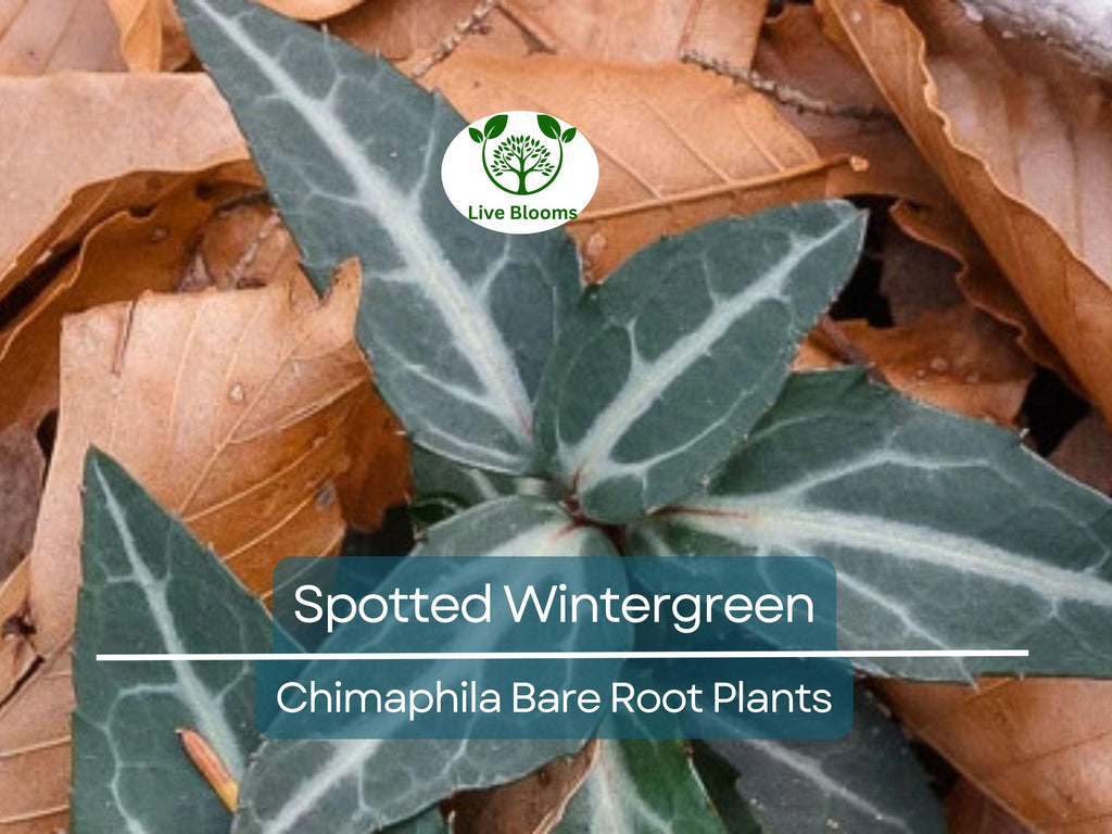 10 Spotted Wintergreen Plants – Bare Root Chimaphila maculata – Native Evergreen Groundcover for Shade & Woodland Gardens