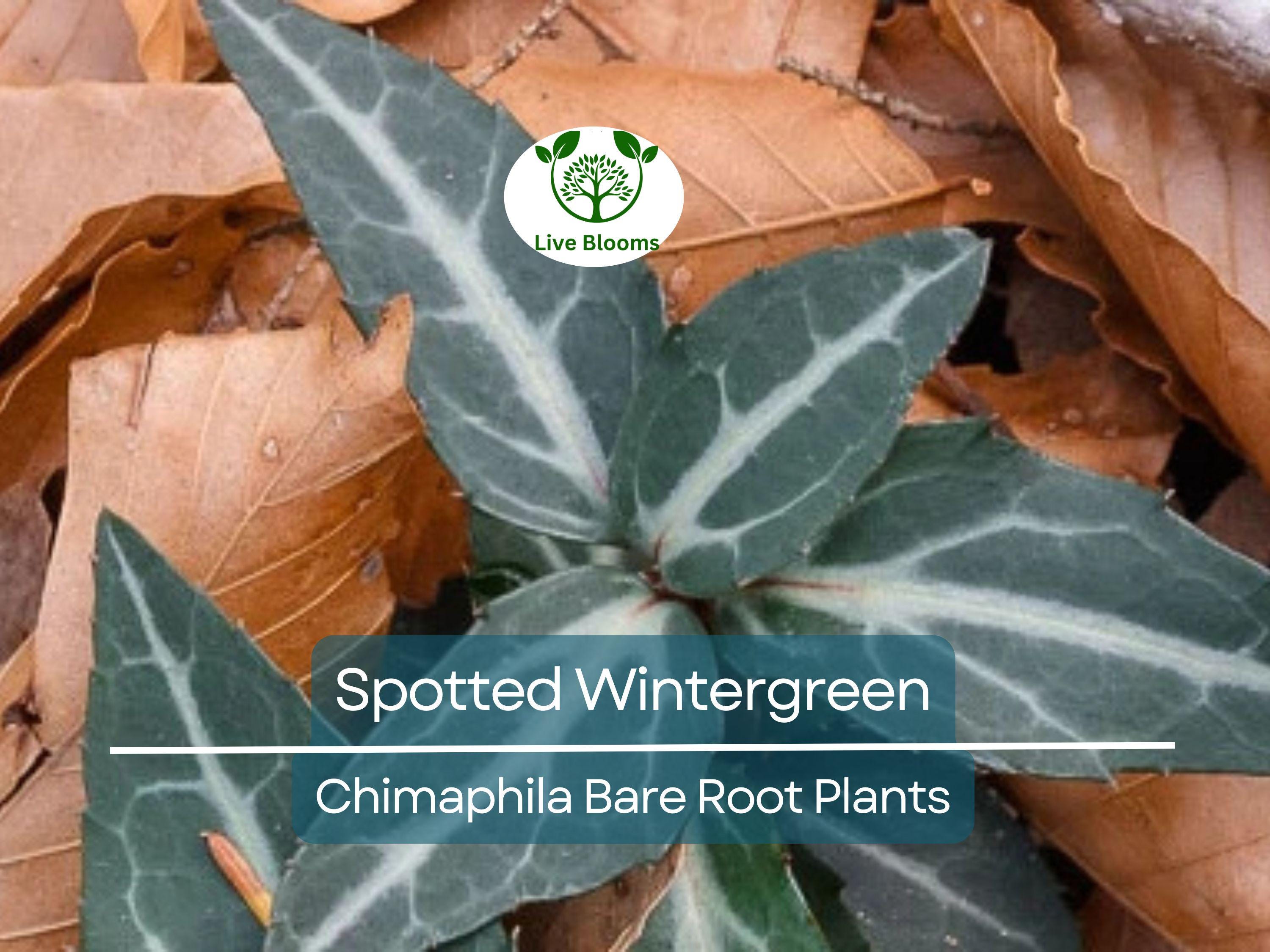 10 Spotted Wintergreen Plants – Bare Root Chimaphila maculata – Native Evergreen Groundcover for Shade & Woodland Gardens
