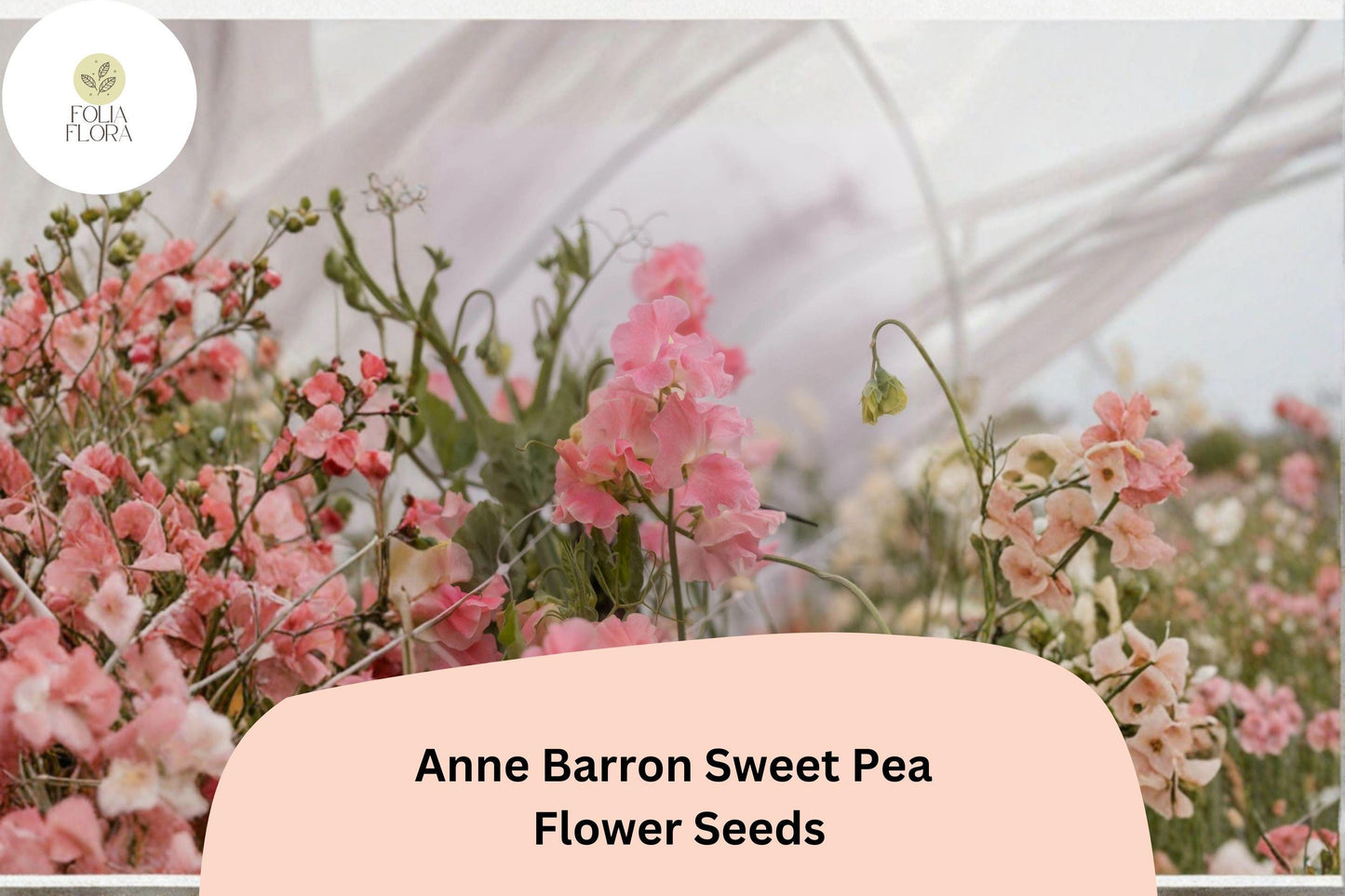 50+ Anne Barron Sweet Pea Seeds | Soft Pink Tall Climbing Cottage Garden Flowers