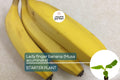 Lady Finger Banana Tree - Live Seedling 2’-3’ Tall | Sweet & Creamy Fruit | Tropical Beauty | Easy Care and Fast Growing