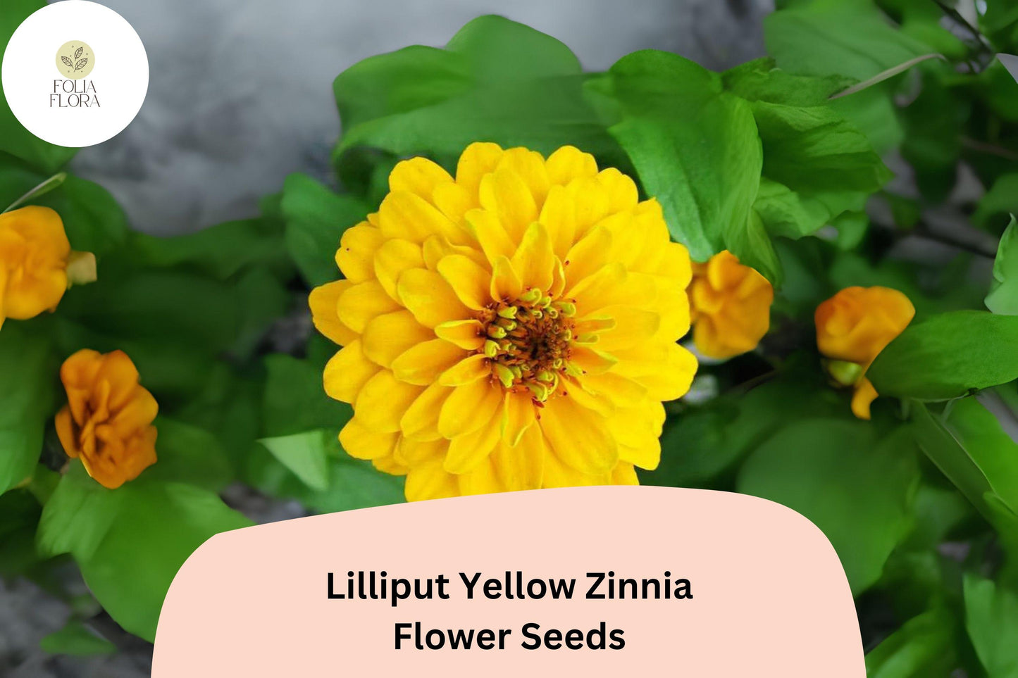 100+ Lilliput Yellow Zinnia Seeds – Charming Small Double Blooms for Borders & Garden Beds