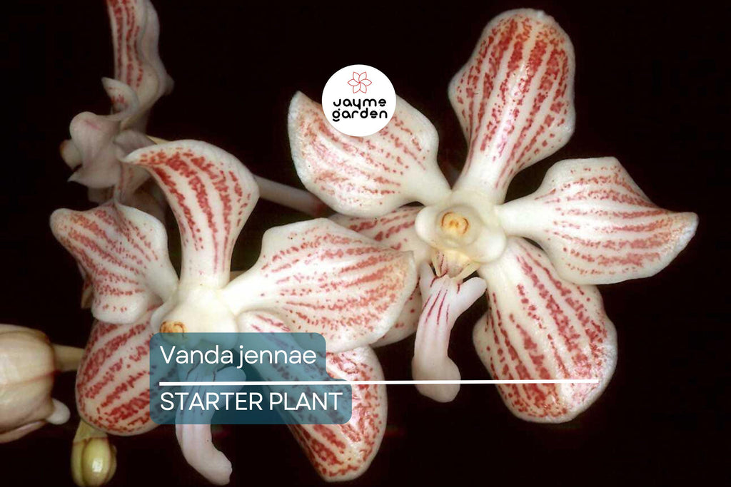 Orchid Species Vanda Jennae Seedling | Rare 6-Inch Potted Orchid for Indoor & Outdoor Growth | Exotic Tropical Orchid Plant