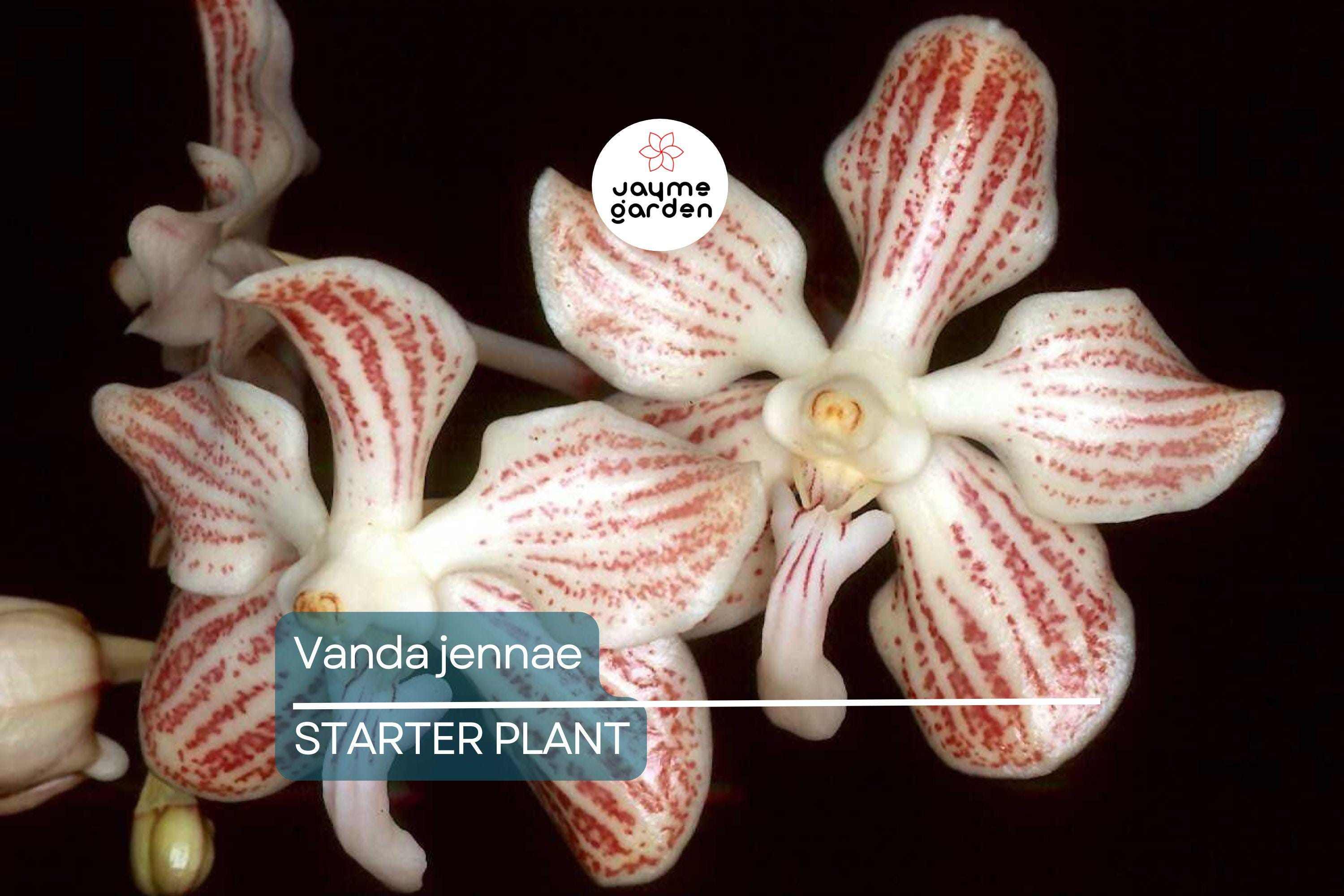 Orchid Species Vanda Jennae Seedling | Rare 6-Inch Potted Orchid for Indoor & Outdoor Growth | Exotic Tropical Orchid Plant