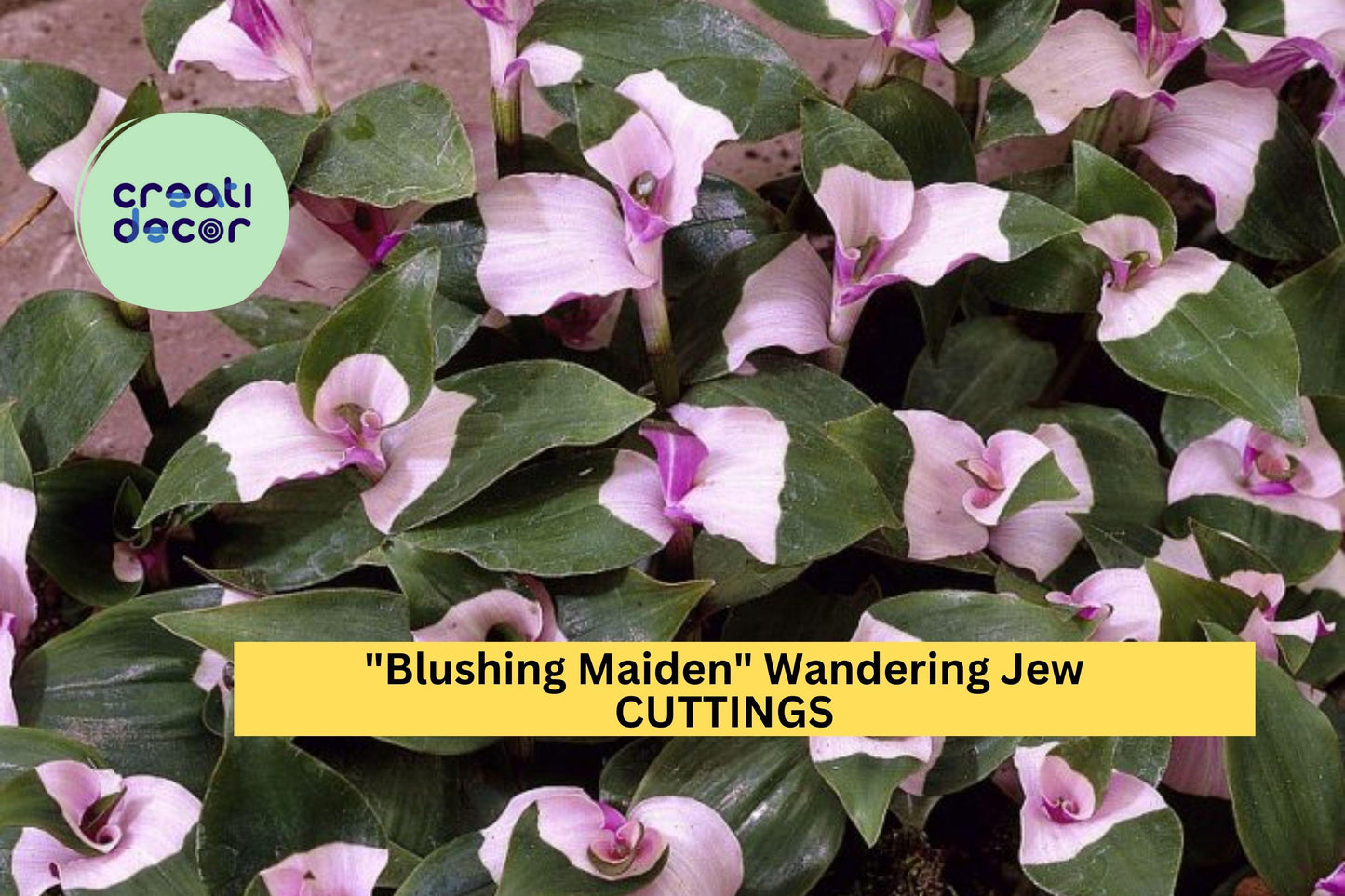 3 Blushing Maiden Wandering Jew Cuttings – Tradescantia andersoniana | Pink-Purple Vining Houseplant for Pots, Hanging Baskets, or Gifts