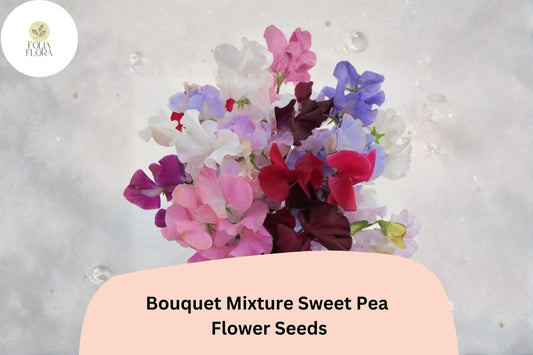 Bouquet Mixture Sweet Pea Seeds 50+ | Lathyrus odoratus Climbing Fragrant Multi-Color Garden Flowers