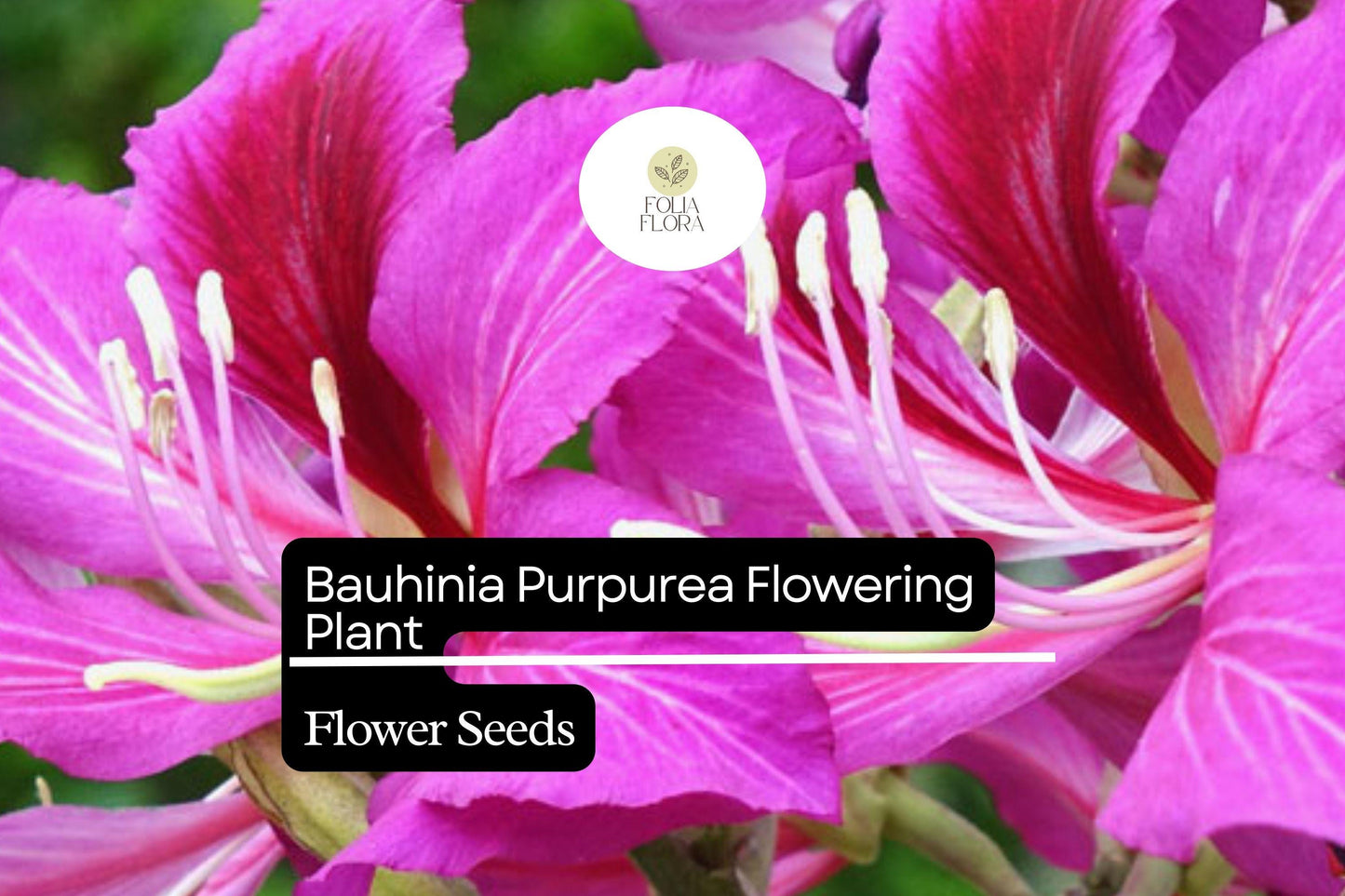 10 Bauhinia Purpurea Seeds | Purple Orchid Tree | Exotic Flowering Plant for Gardens