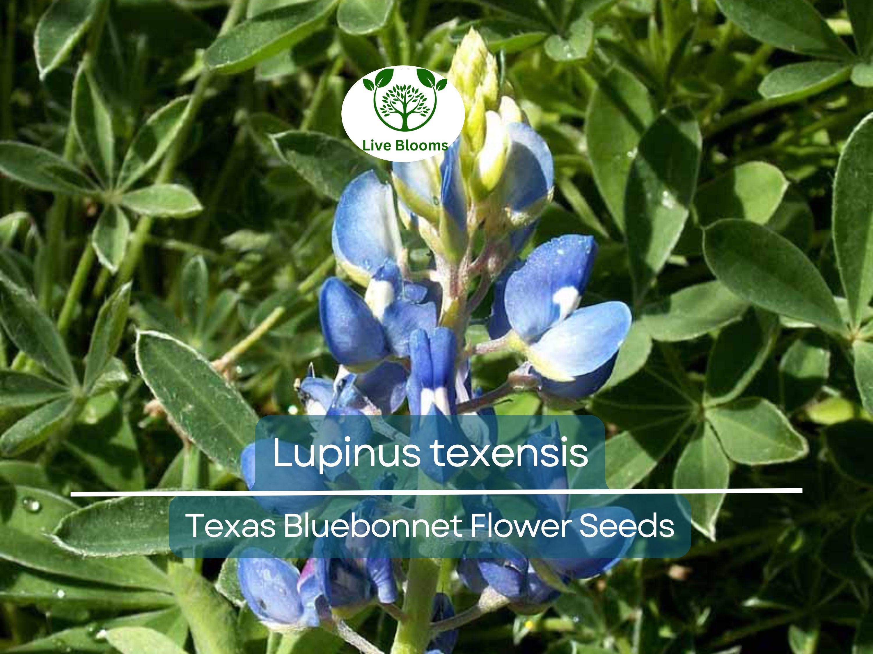 1 Gram Seeds Texas Bluebonnet (Lupinus texensis) for Planting | Iconic Wildflower for Gardens, Meadows, and Pollinator Habitats