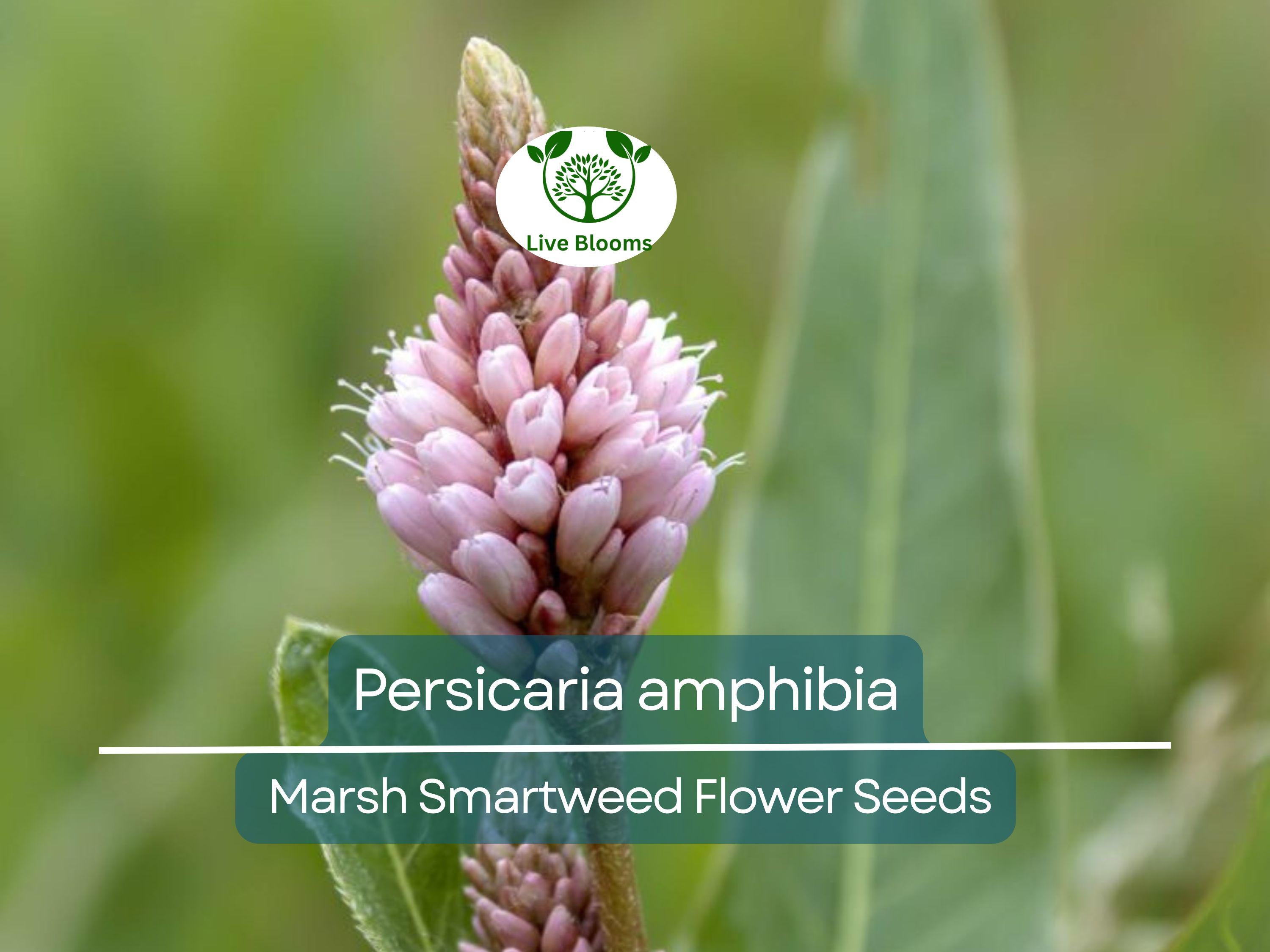 500 mg Seeds Persicaria amphibia (Marsh Smartweed) for Planting | Aquatic & Wetland Plant for Ponds, Gardens, and Wildlife Habitats