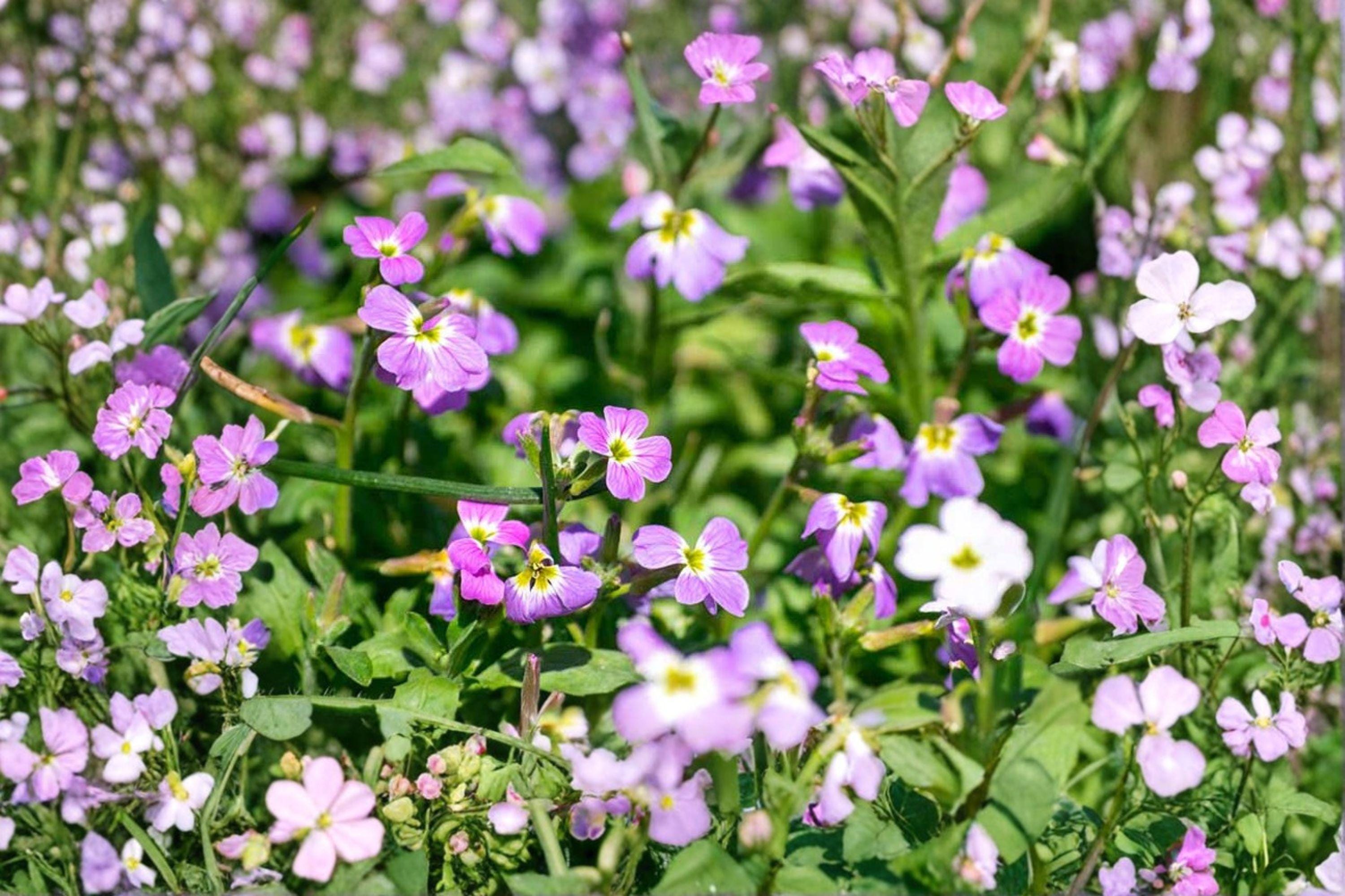 Virginia Stock – Malcolmia maritima Seeds | 100 Seeds | Colorful Spring Flower | Easy Cottage Garden Annual