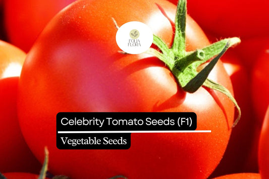 10 Seeds Celebrity Tomato (F1), Solanum Lycopersicum, High-Yield Hybrid Tomato