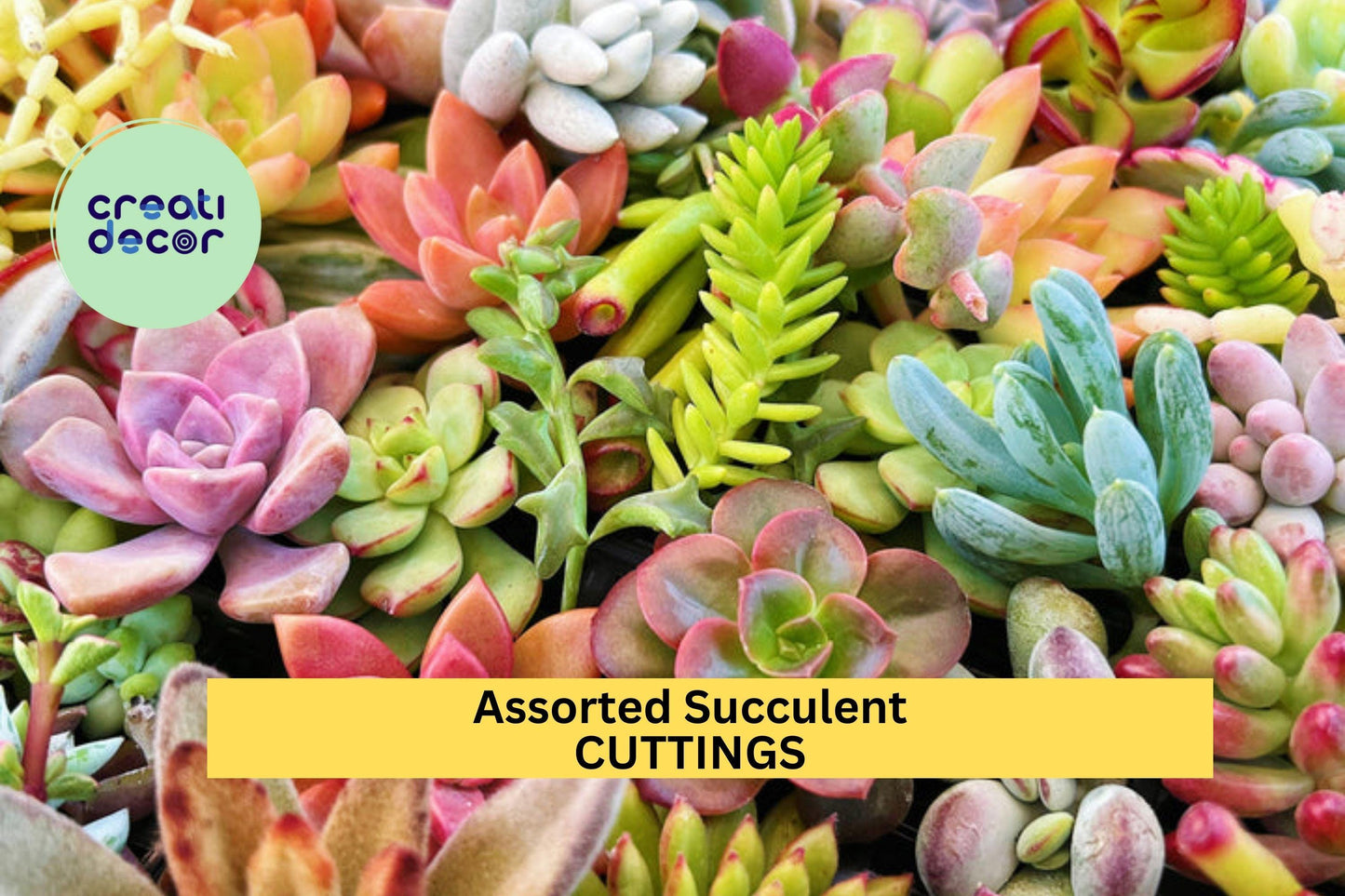 15 Assorted Succulent Cuttings – No Duplicates | Unrooted Mixed Variety Cuttings Ready to Plant | Colorful DIY Cactus Garden Starter