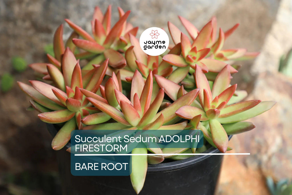 Sedum Adolphi Firestorm - 5 Live Cuttings, Yellow-Red Rosettes, Perfect for Succulent Gardens, USDA Zones 9-11