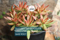 Sedum Adolphi Firestorm - 5 Live Cuttings, Yellow-Red Rosettes, Perfect for Succulent Gardens, USDA Zones 9-11